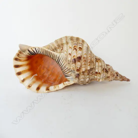 LG TRUMPET CONCH SHELL L.380mm