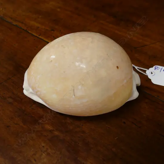 GOLDEN COWRIE SHELL L.105mm - some rubbing & shellfish marks
