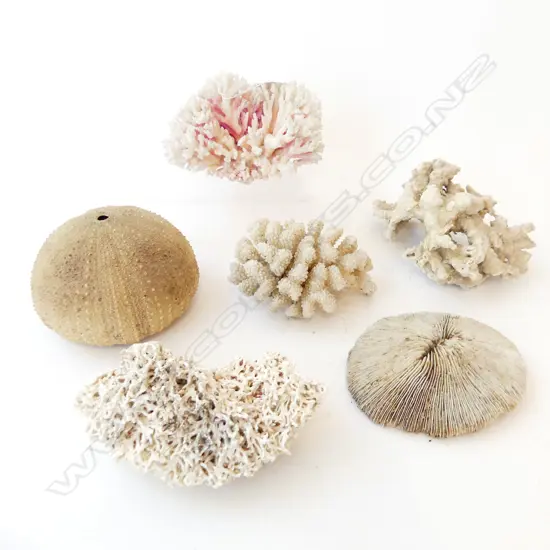 5 PCES CORAL W.150mm + KINA SHELL 140mm dia