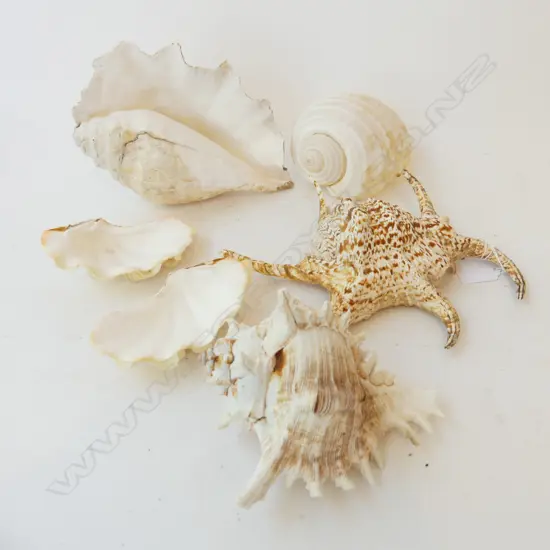 5 ASST. SHELLS L.240mm