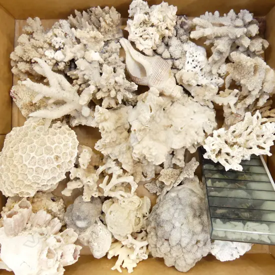 BOX ASST. CORAL PCES