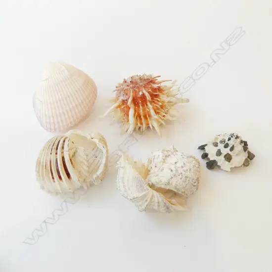 5 ASST. SHELLS INCL. OYSTER & CARRIER SHELL