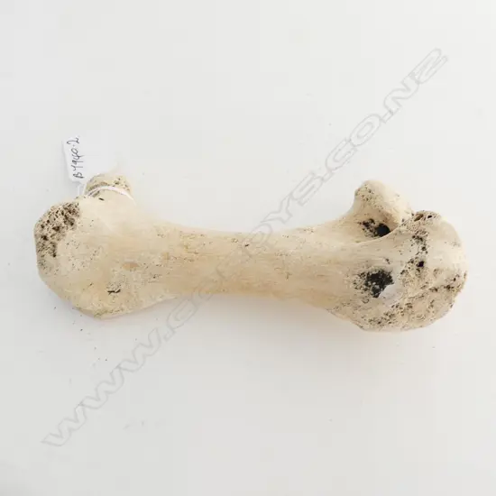 MOA BONE L.170mm