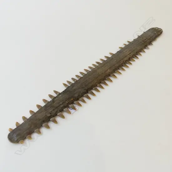 OLD SAW FISH BILL L.635mm 1 TOOTH MISSING