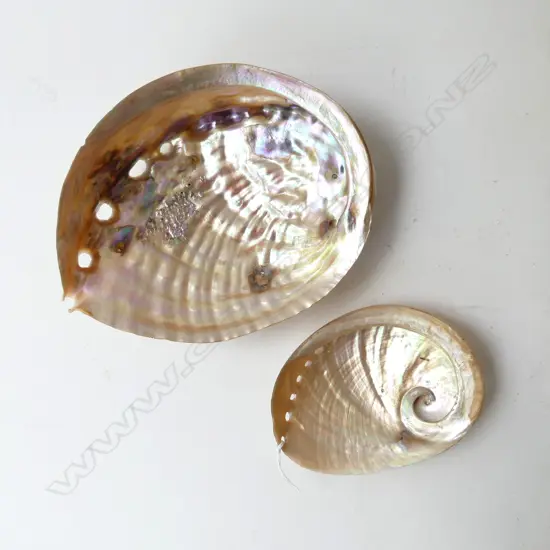 2 IRIDESCENT PAUA SHELLS L.180mm