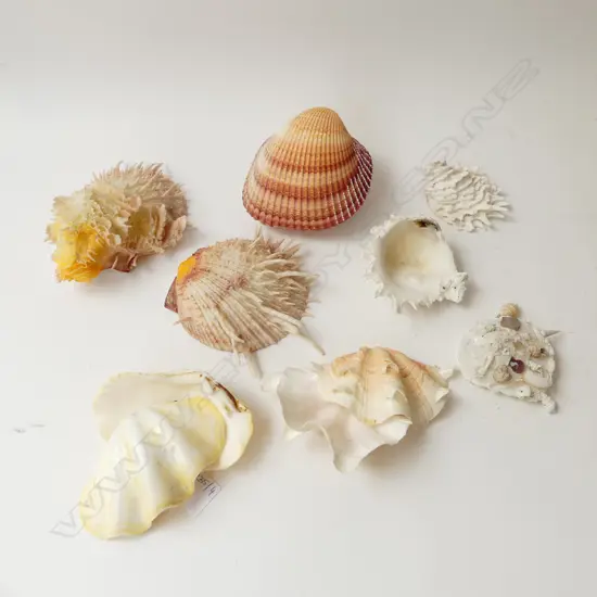 6 ASST. SHELLS INCL. OYSTER & CARRIER SHELL