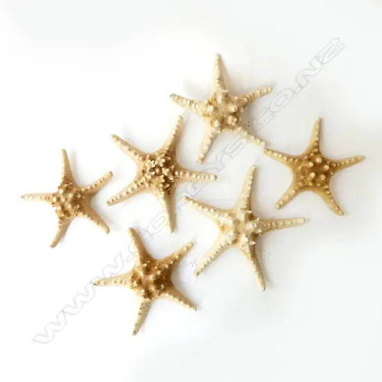 6 DRIED STARFISH 220mm dia