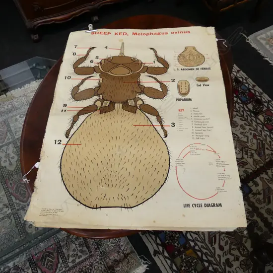 2 VINTAGE ANIMAL BIOLOGY CHARTS H1000MM