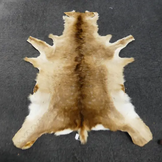 DEER HIDE L.1250mm