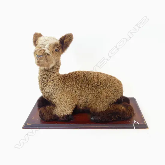 TAXIDERMY BROWN LAMB L.500mm