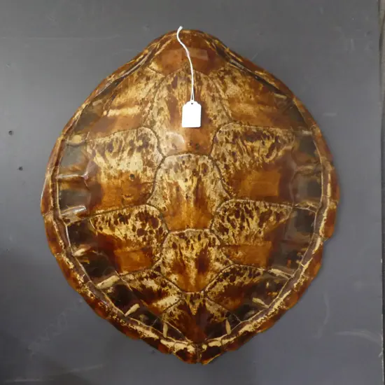 LG TURTLE SHELL 500x480mm