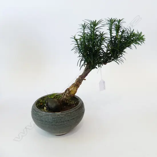 BONSAI PODOCARPUS MACROPHYLLUS H.320mm