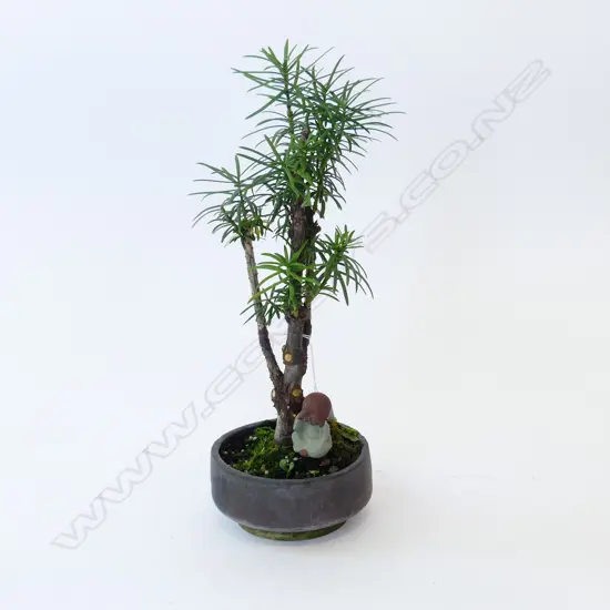 BONSAI PODOCARPUS MACROPHYLLUS H.370mm