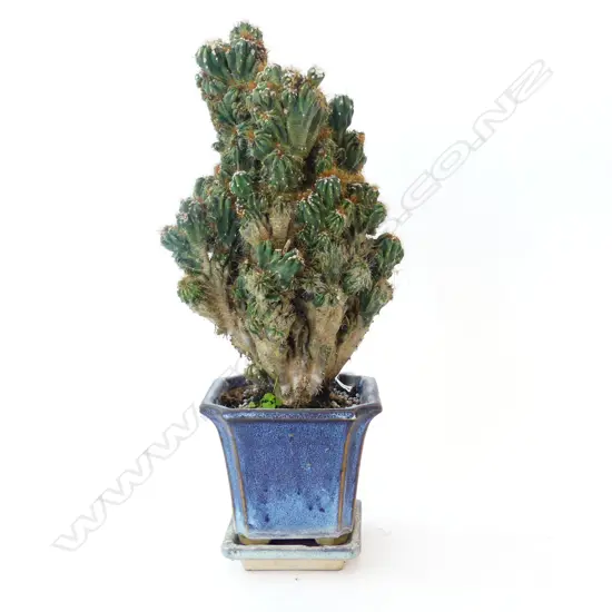 BONSAI CACTUS H.410mm