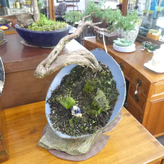 BONSAI - juniperus procumbens H.450mm