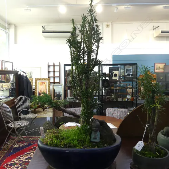 BONSAI PODOCARPUS MACROPHYLLUS H.650mm