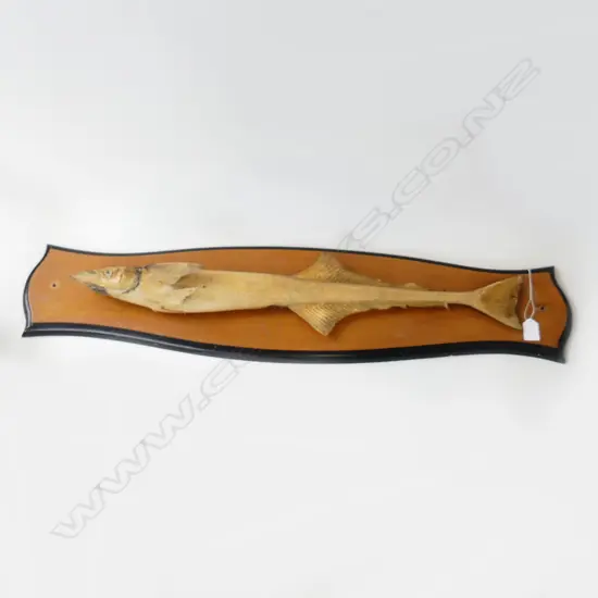 TAXIDERMY REMORA FISH mounted on shaped panel. minor fault L.900mm