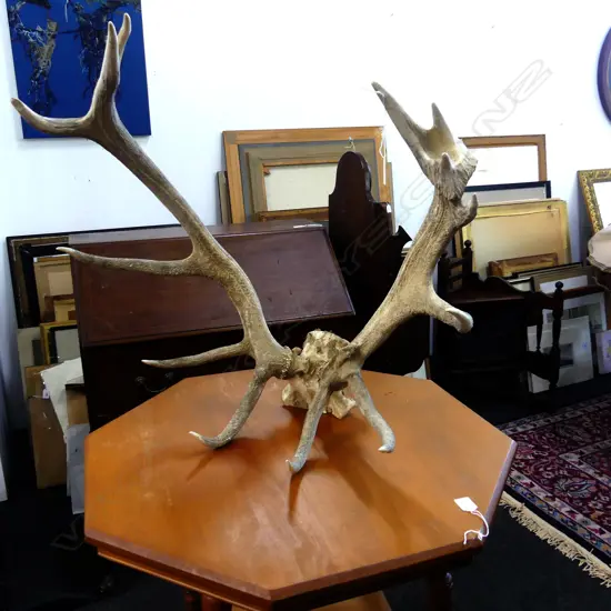 12 POINTER STAG HORNS H.700 W.740mm