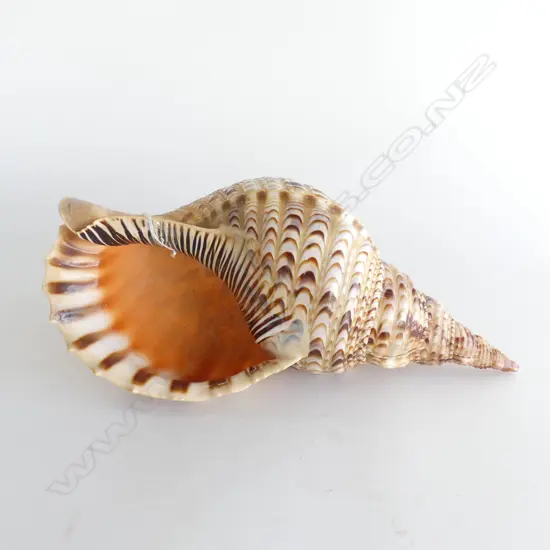 TRUMPET CONCH SHELL L.330mm