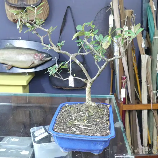 COTTONESTER BONSAI H.450mm