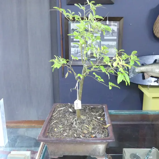 JAPANESE PRIVET BONSAI H.550mm