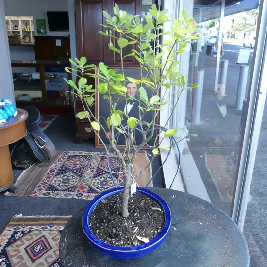 POTTED PITTOSPORUM H.680mm
