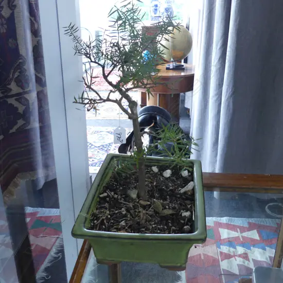 NZ NATIVE BONSAI H.450mm