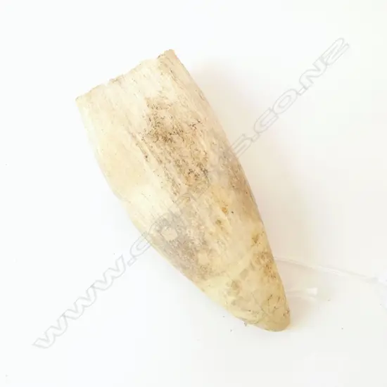 WHALES TOOTH L.130mm