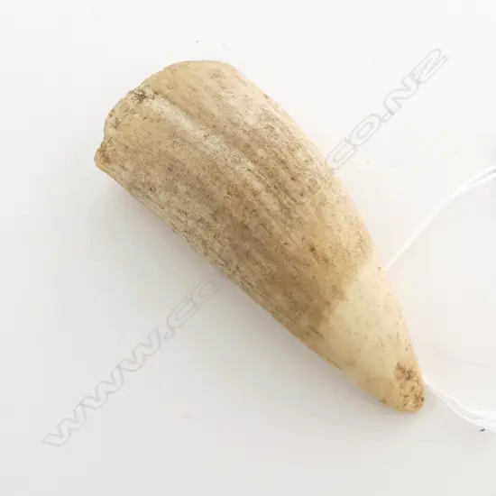 WHALES TOOTH L.110mm
