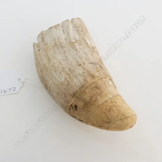 WHALES TOOTH L.125mm CHIPS