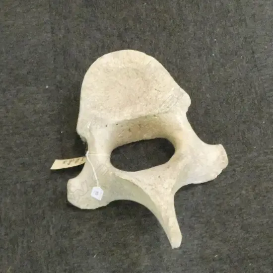 VERTEBRAE FOUND TOLAGA BAY 1920s 460x350x200mm