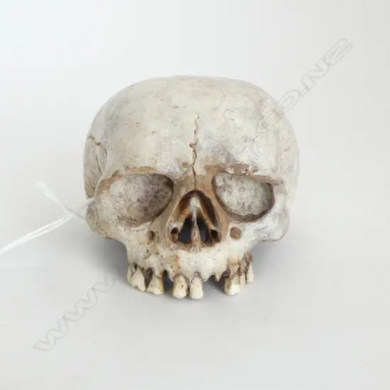 DETAILED BONE CARVED SKULL H.60 x 100m