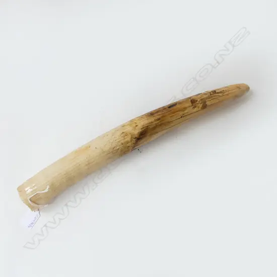 OLD HIPPOPOTAMUS IVORY TUSK L.480mm