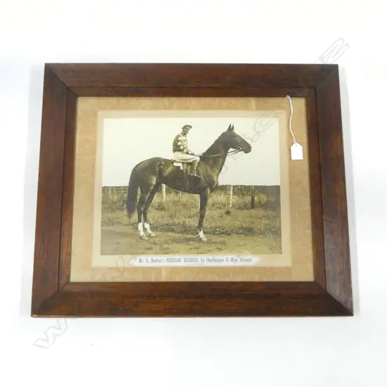 EARLY 20thC PHOTO 'PARISIAN DIAMOND' RACEHORSE 400x500mm
