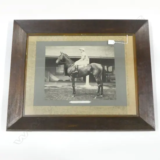 EARLY 20thC PHOTO 'SCION' RACEHORSE 430x570mm  AUCKLAND CUP WINNER 1922