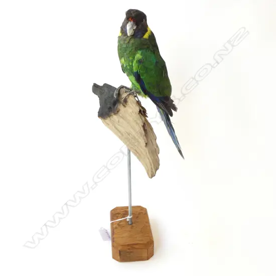 AUSTRALIAN RING NECK PARROT ON STAND H.455mm