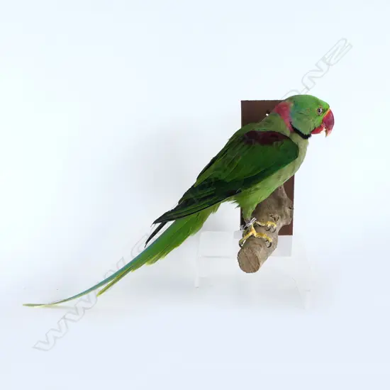 ALEXANDRINE PARROT L.500mm