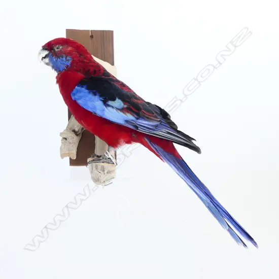 CRIMSON ROSELLA L.360mm