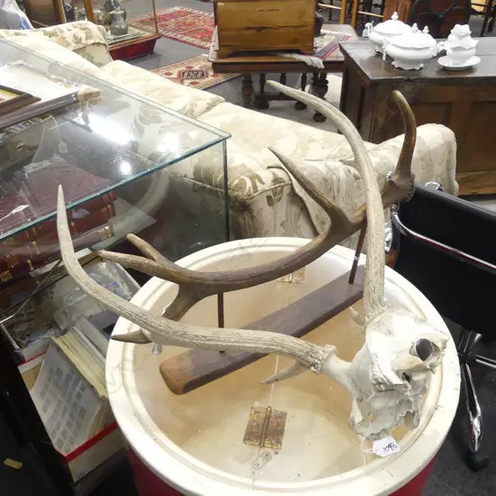 DEER ANTLERS + MOUNTED ANTLER W.580mm
