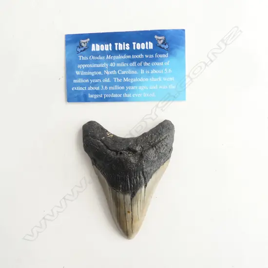 MEGALODON TOOTH 90x70mm 110grms USA