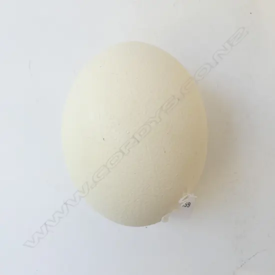 EMU EGG