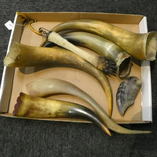 4 BUFFALO HORNS + GOAT HORN + KANGAROO LEG W PAW + other short horn