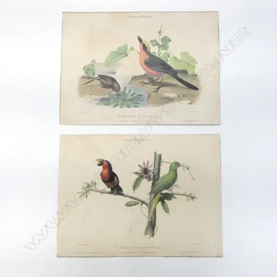 TWO HANDCOLOURED LITHOGRAPHS 'OISEAUX D'AFRIQUE' by A GODARD after THIOLAT 265 x 350mm