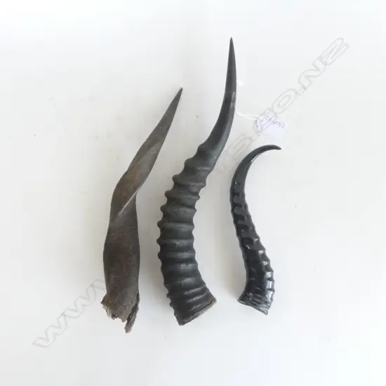 3 ANIMAL HORNS; SPRINGBOK, BUSH BUCK, BLESBOK L.330mm