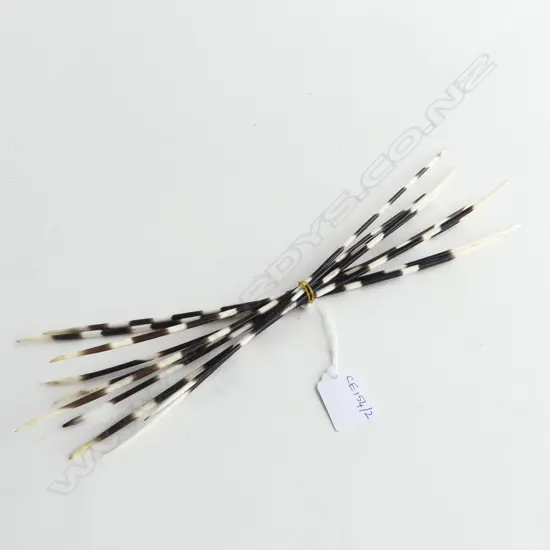 PORCUPINE QUILLS L.360mm