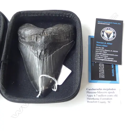 CARCHAROCLES MEGALODON TOOTH H.140mm