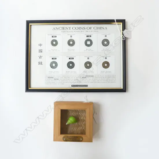 FRAMED MANUS GREEN TREE SNAIL FRAMED + FRAMED ANCIENT COINS OF CHINA DISPLAY 285x200mm