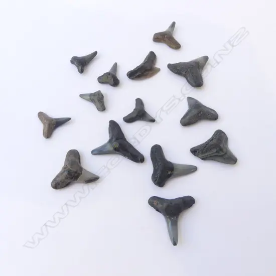 FOSSILISED SHARK TEETH H.20mm