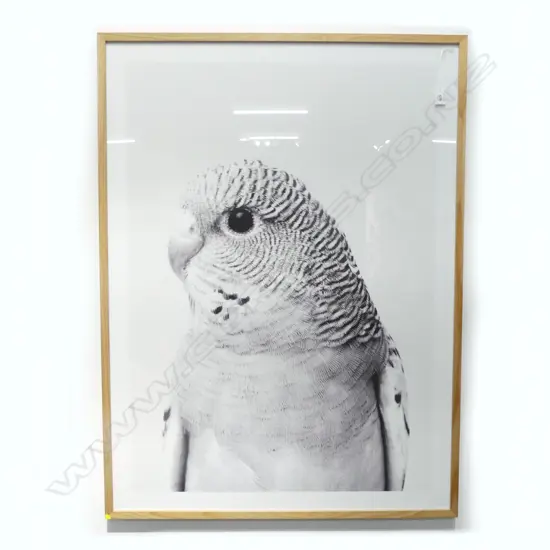 LARGE FRAMED GREY BUDGIE PRINT 110x810mm