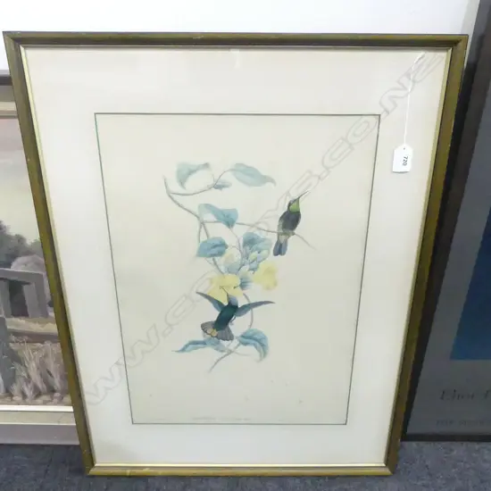 'LAMPORNIS CALOSOMA' BIRD PRINT 510x360mm foxing